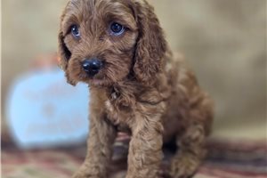 Chai - Cockapoo for sale
