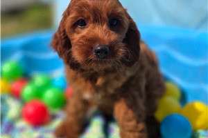 Lavender - Cockapoo for sale