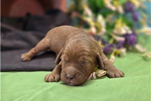 Indie - Cockapoo for sale