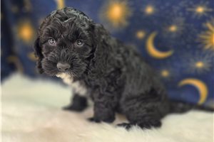 Asher - Cockapoo for sale