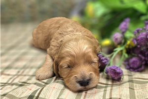 Adele - Cockapoo for sale