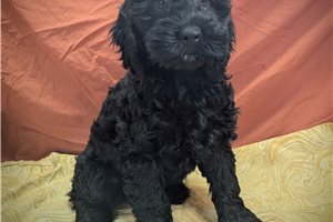 Dusk - Cockapoo for sale