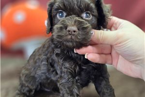 Bitsy - Cockapoo for sale