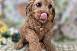 Deacon - Cockapoo for sale