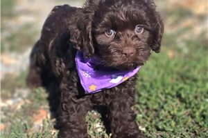 Bambi - Cockapoo for sale