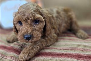 Cayenne - Cockapoo for sale