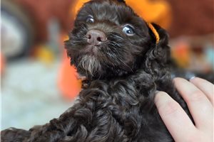 Baxter - Cockapoo for sale