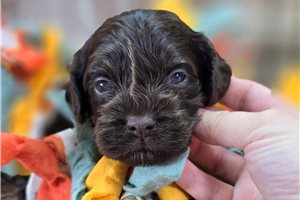 Bethany - Cockapoo for sale