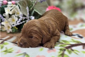 Iggy - Cockapoo for sale