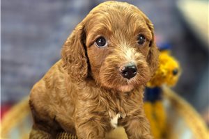 Rosemary - Cockapoo for sale