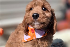Barley - Cockapoo for sale