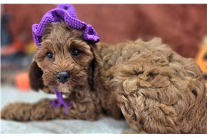 Cumin - Cockapoo for sale
