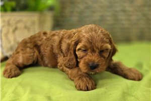 Iggy - Cockapoo for sale