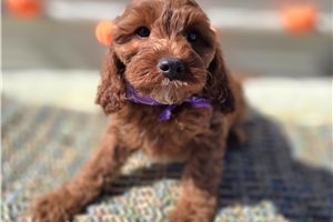 Cumin - Cockapoo for sale