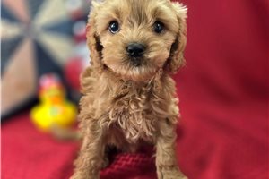 Laura - Cockapoo for sale