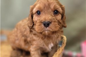 Indie - Cockapoo for sale