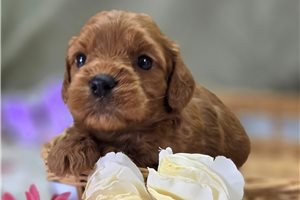Layla - Cockapoo for sale