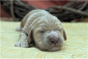 Adelaide - puppy for sale