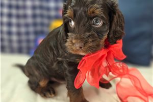 Pumpkin - Cockapoo for sale