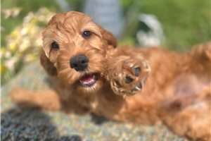 Deacon - Cockapoo for sale