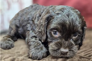 Bethany - Cockapoo for sale