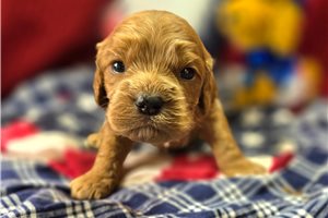 Latka - Cockapoo for sale