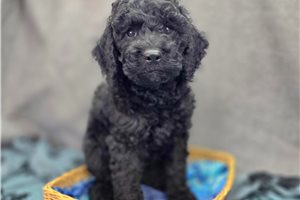 Oliver - Cockapoo for sale