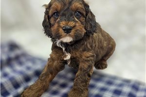 Aiden - Cockapoo for sale