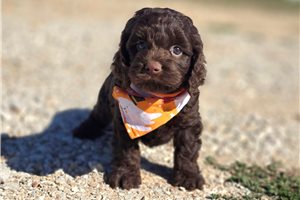 Bash - Cockapoo for sale