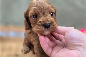 Lars - Cockapoo for sale