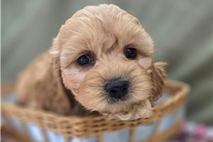 Adler - Cockapoo for sale