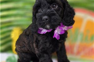 Peach - Cockapoo for sale