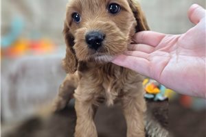Paprika - Cockapoo for sale