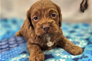 Donovan - Cockapoo for sale