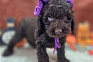 Bridget - Cockapoo for sale