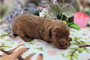 Ibby - Cockapoo for sale