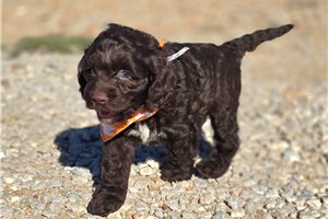Baxter - Cockapoo for sale