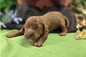 Ibeza - puppy for sale