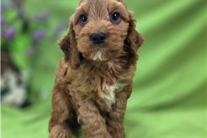 Lars - Cockapoo for sale