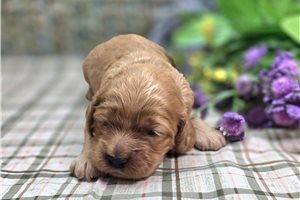 Adri - Cockapoo for sale