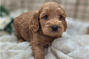 Larkin - Cockapoo for sale