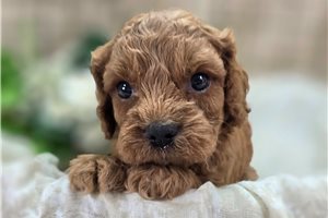 Langston - Cockapoo for sale