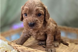 Latka - Cockapoo for sale