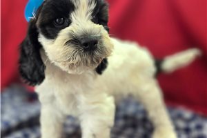 Bernard - Cockapoo for sale