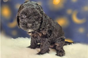 Adeline - Cockapoo for sale