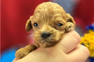 Laura - Cockapoo for sale