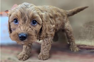 Parsley - Cockapoo for sale