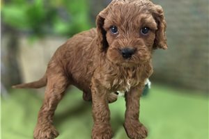 Langston - Cockapoo for sale