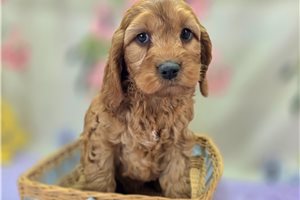 Deacon - Cockapoo for sale