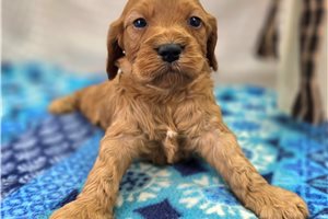 Deacon - puppy for sale